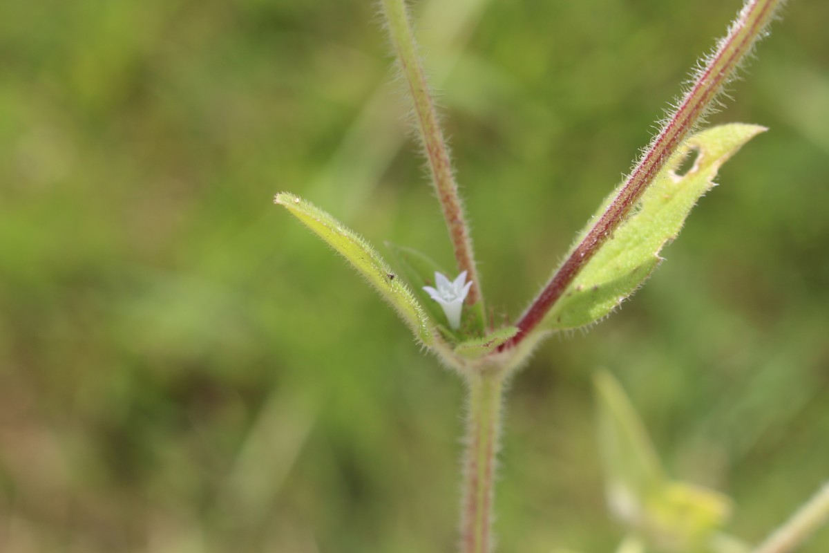 Richardia brasiliensis Gomes